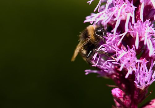 Ackerhummel an Prachtscharte